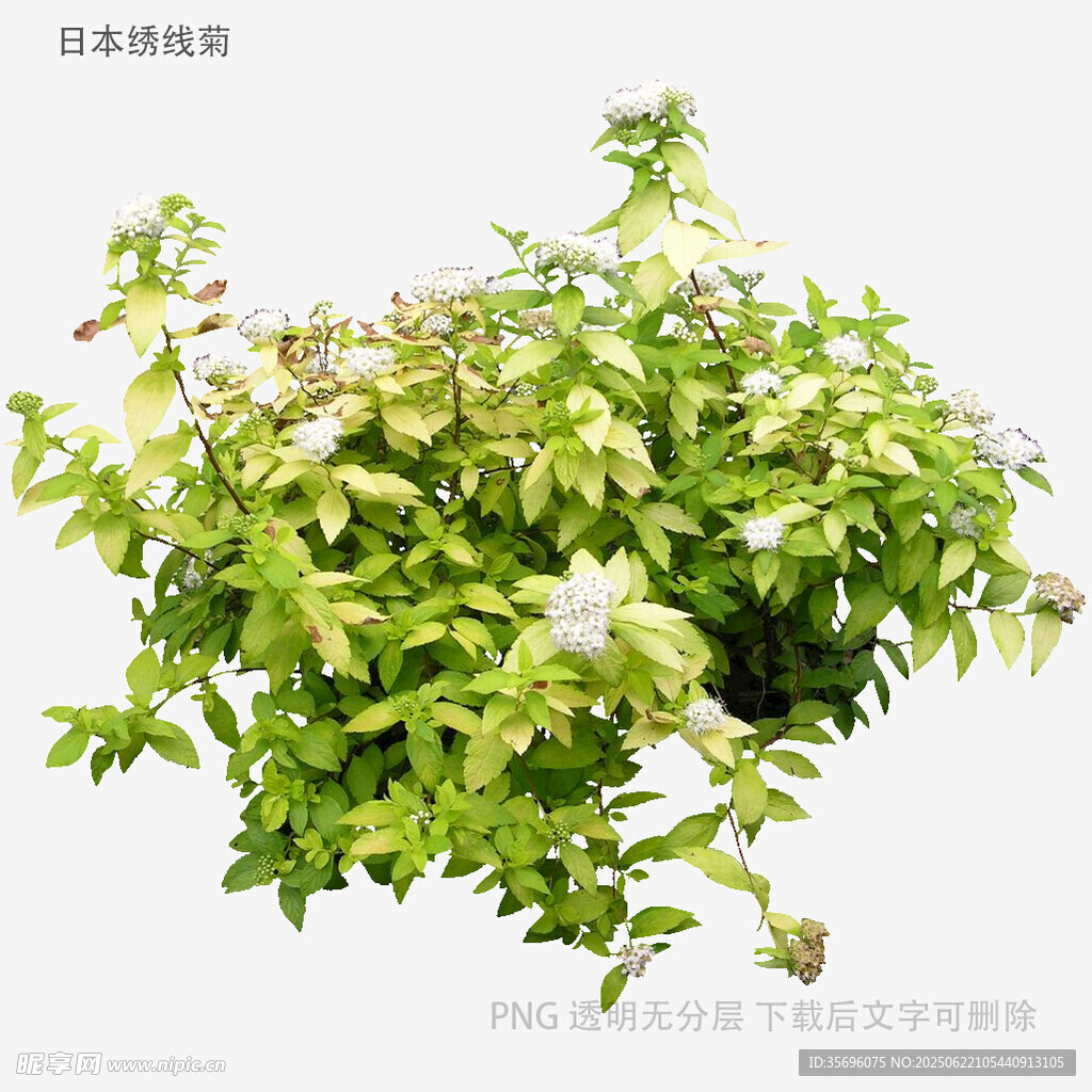 翠绿繁茂的植物盆栽