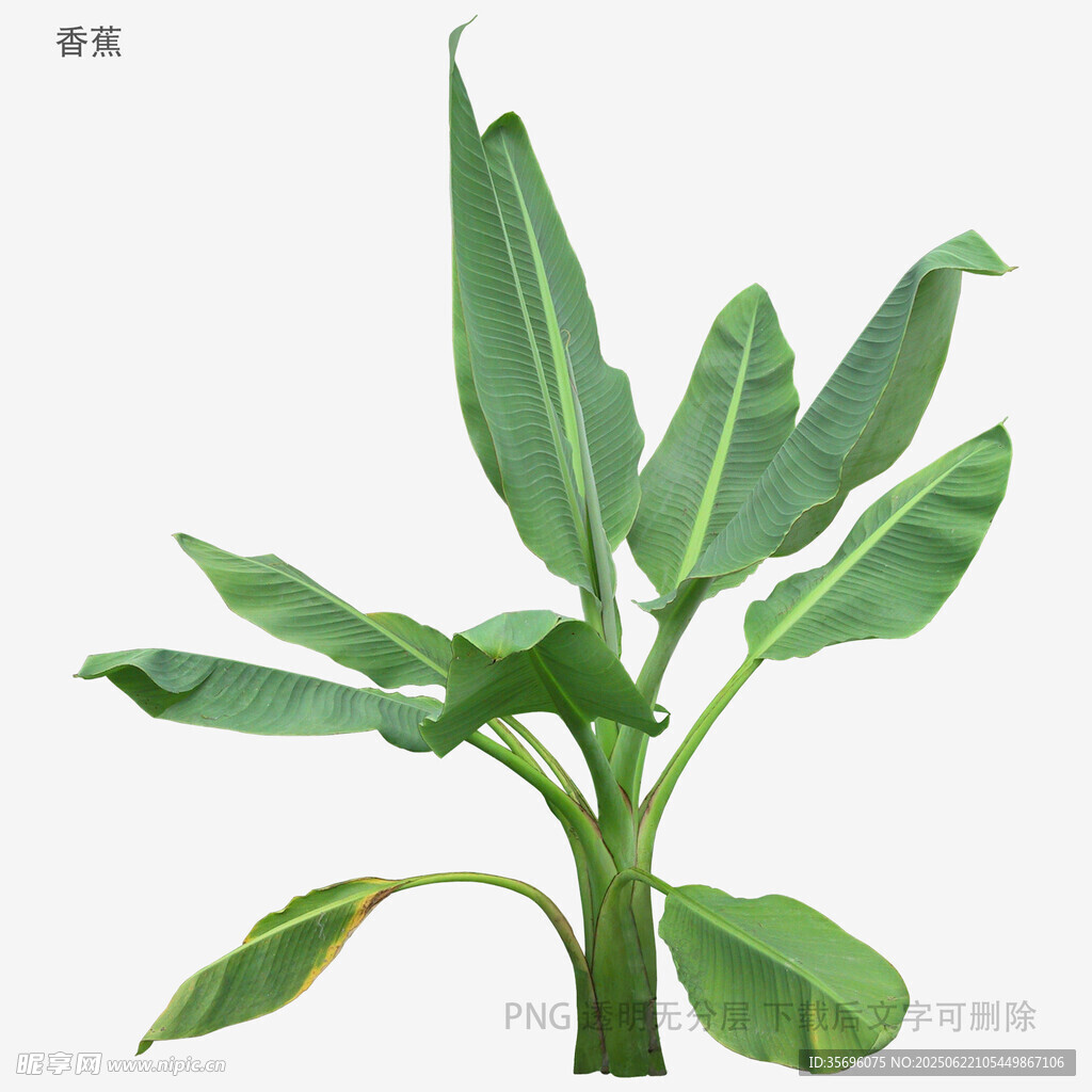 绿色香蕉植株插画