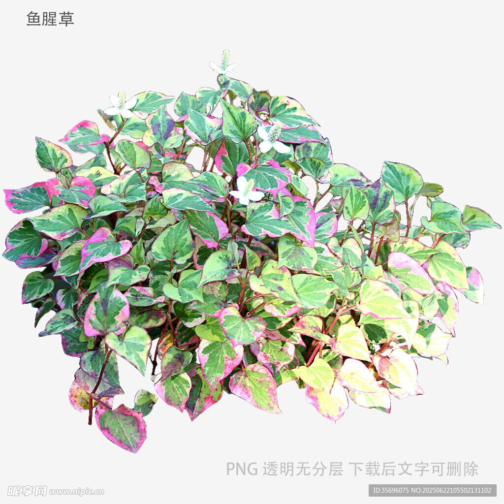 多彩斑斓的观叶植物