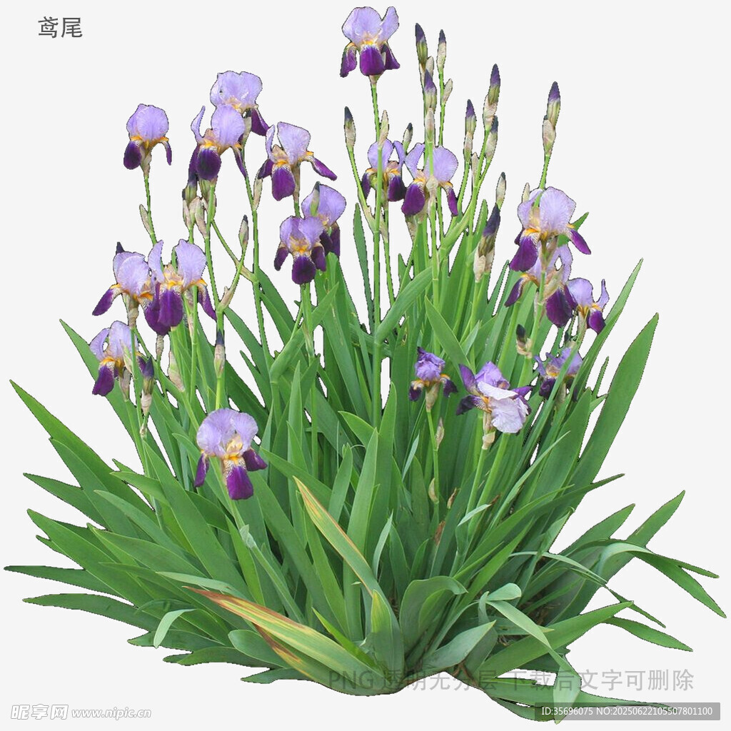 紫色鸢尾花植物景观