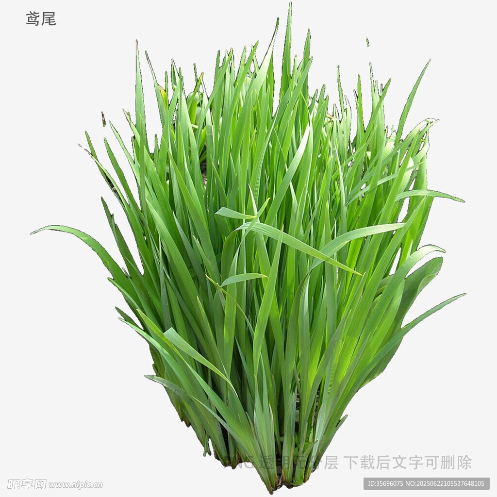 新鲜嫩绿麦苗