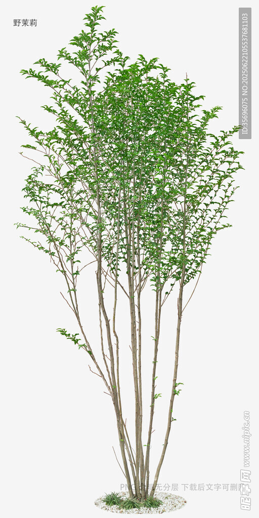 多杆绿植植物模型展示