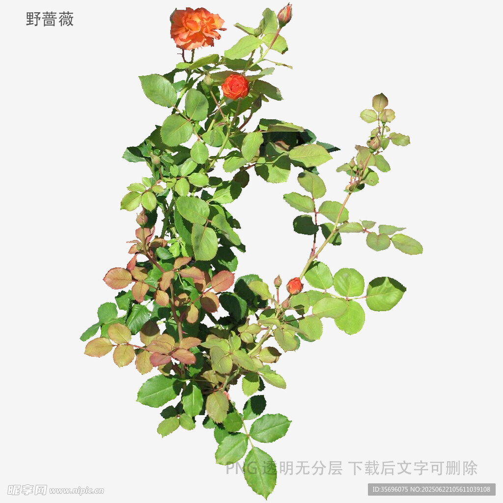 绽放的多彩花卉植物