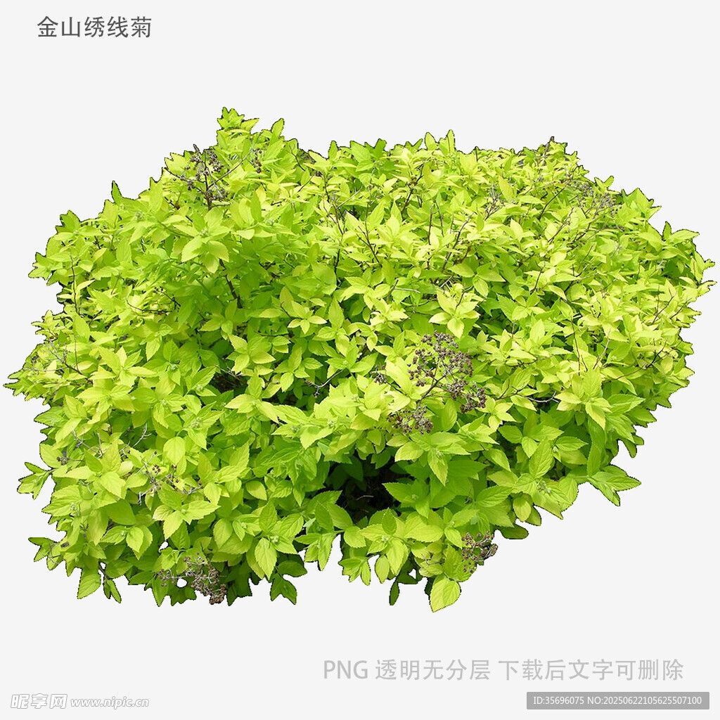 鲜嫩生菜植株