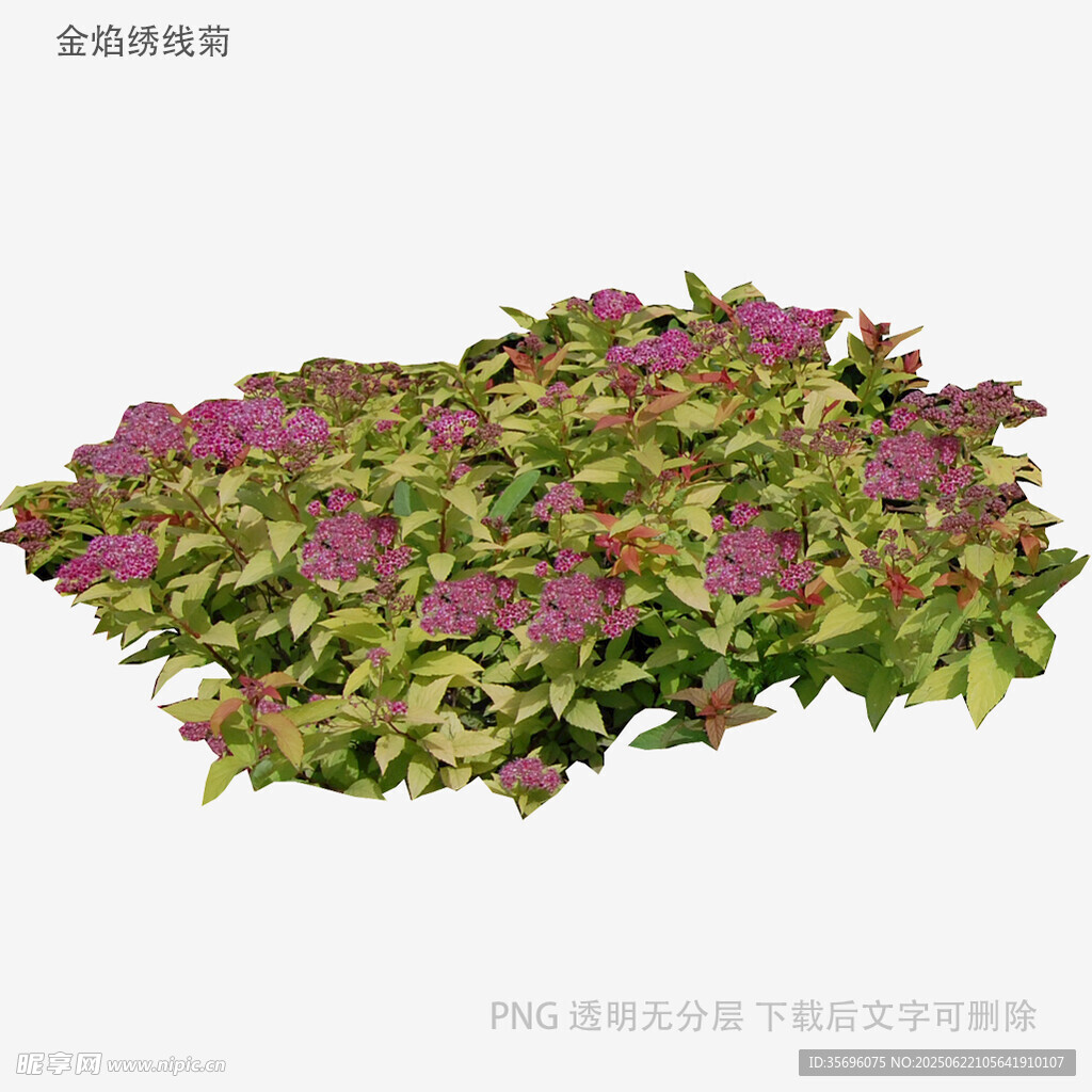 紫色花卉植物3D模型展示