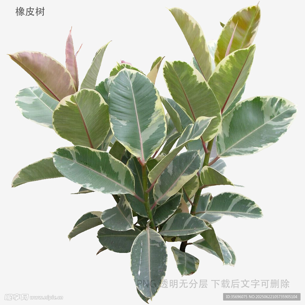 绿叶植物特写