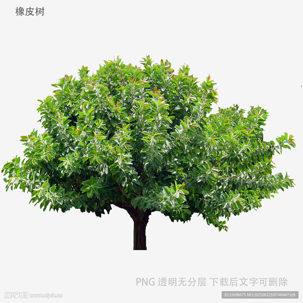 植物