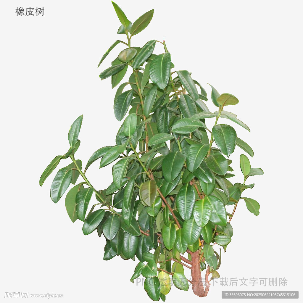橡皮树盆栽