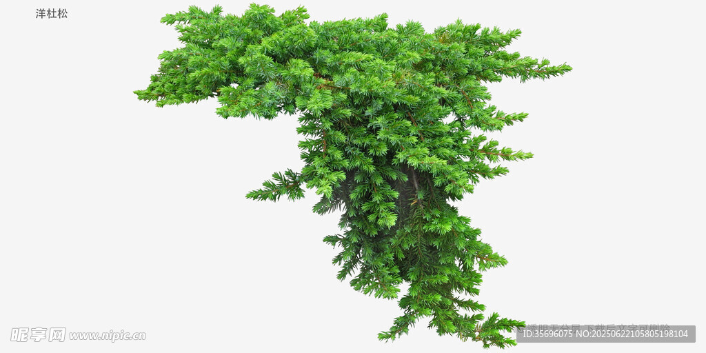 植物