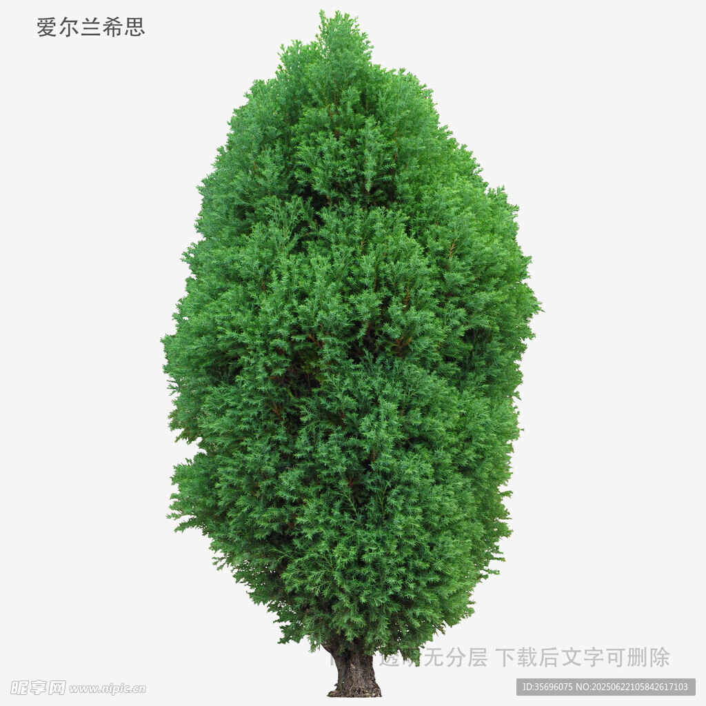 锥形绿树模型
