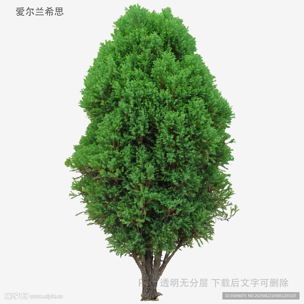 翠绿挺拔的单棵树木