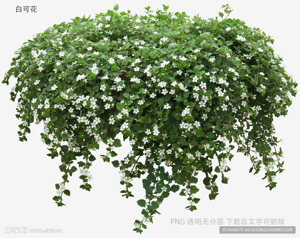 垂吊绿植满天星盆栽