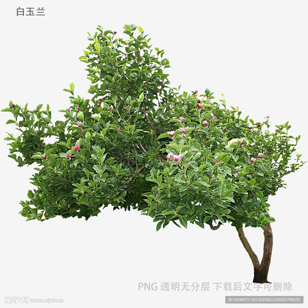 单棵繁茂苹果树3D模型