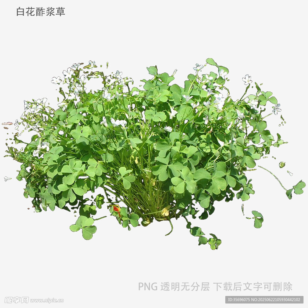 翠绿三叶草植物盆栽