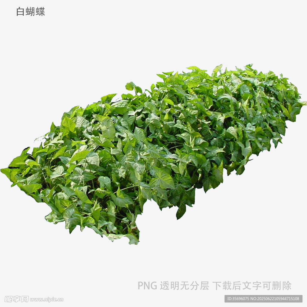 新鲜绿叶植物素材