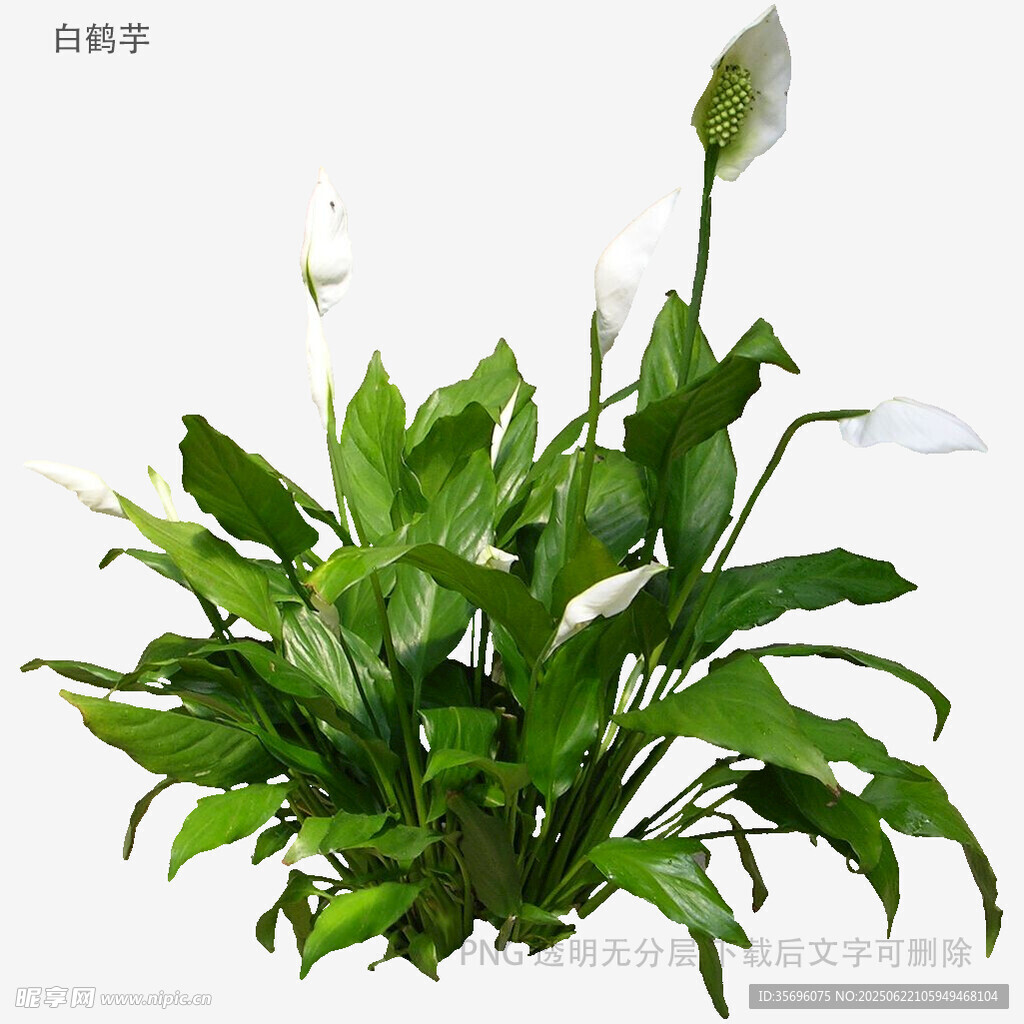 清新白掌盆栽植物