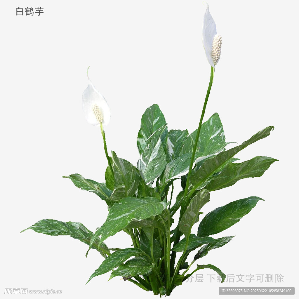 植物