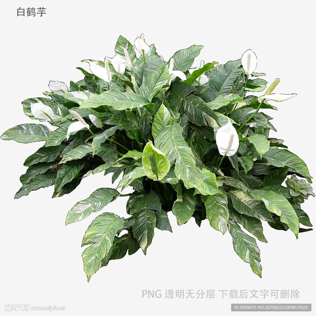 翠绿繁茂的绿萝盆栽