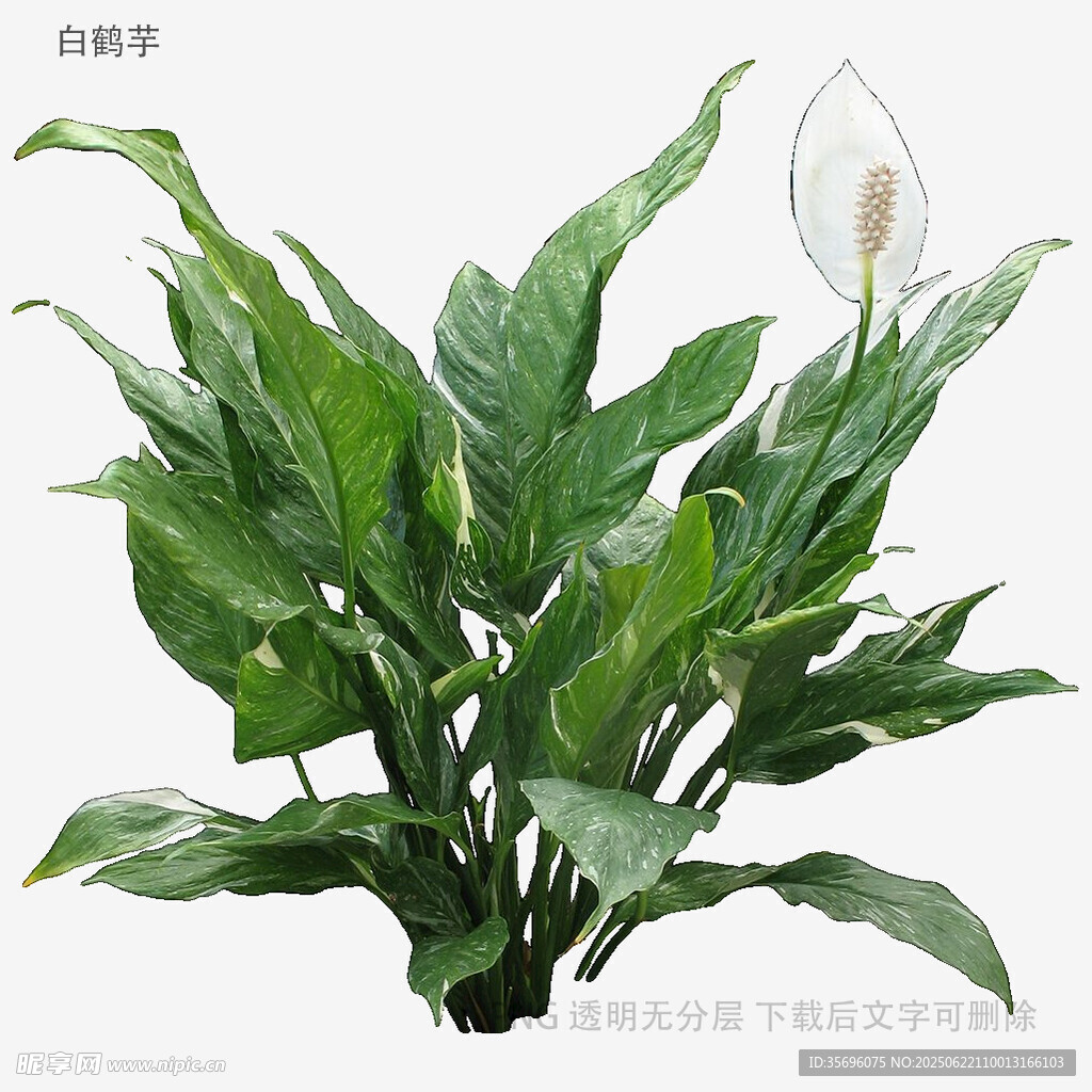 优雅白掌盆栽绿植