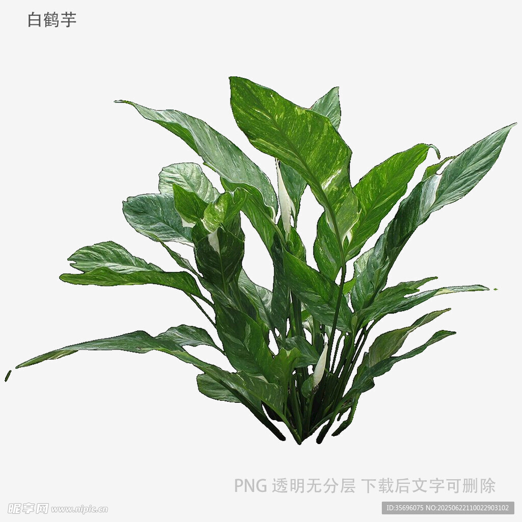 翠绿白掌盆栽植物展示