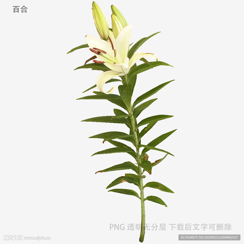 白色百合花特写