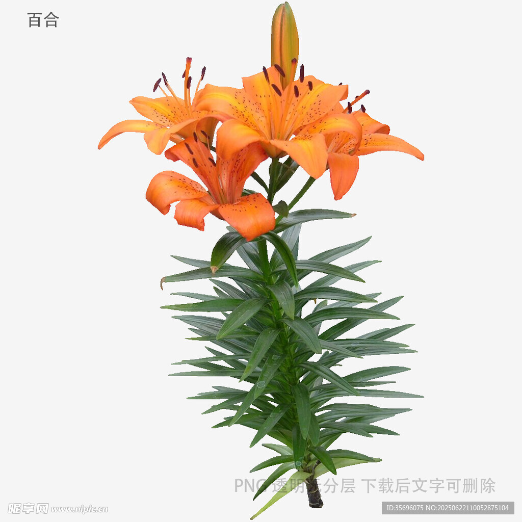 橙色百合花特写