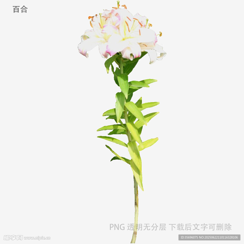 白色花朵植物特写