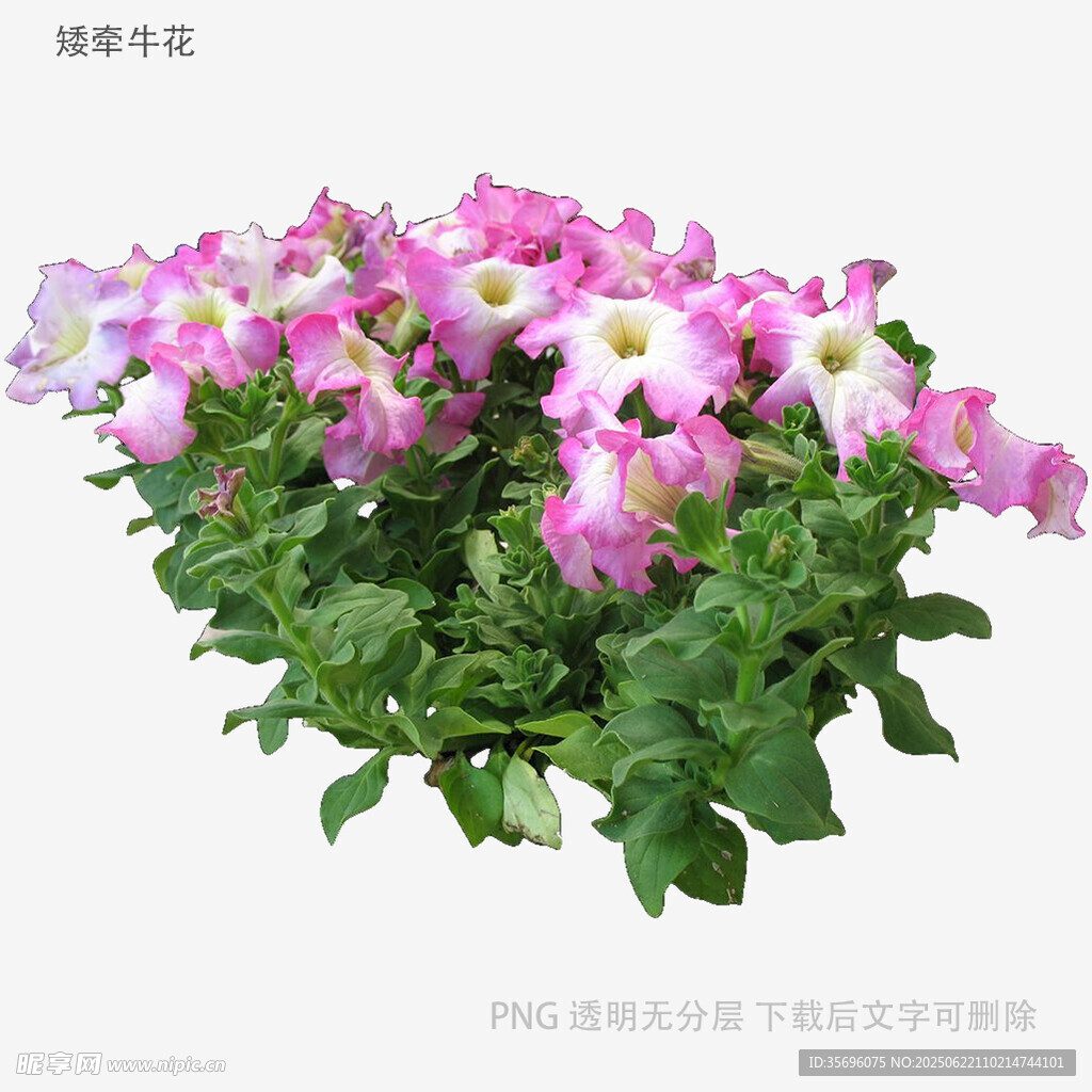 粉色矮牵牛盆栽花卉