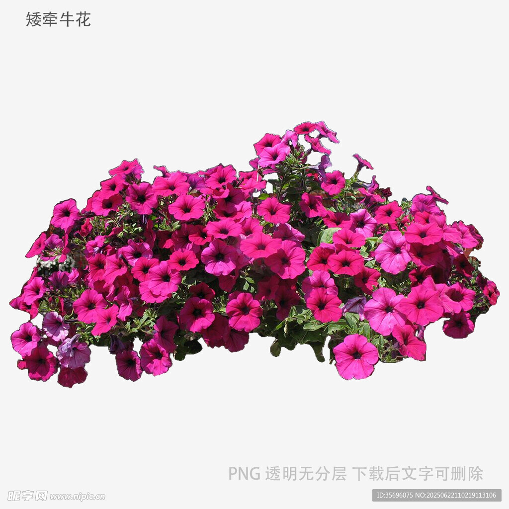 艳丽紫花盆栽