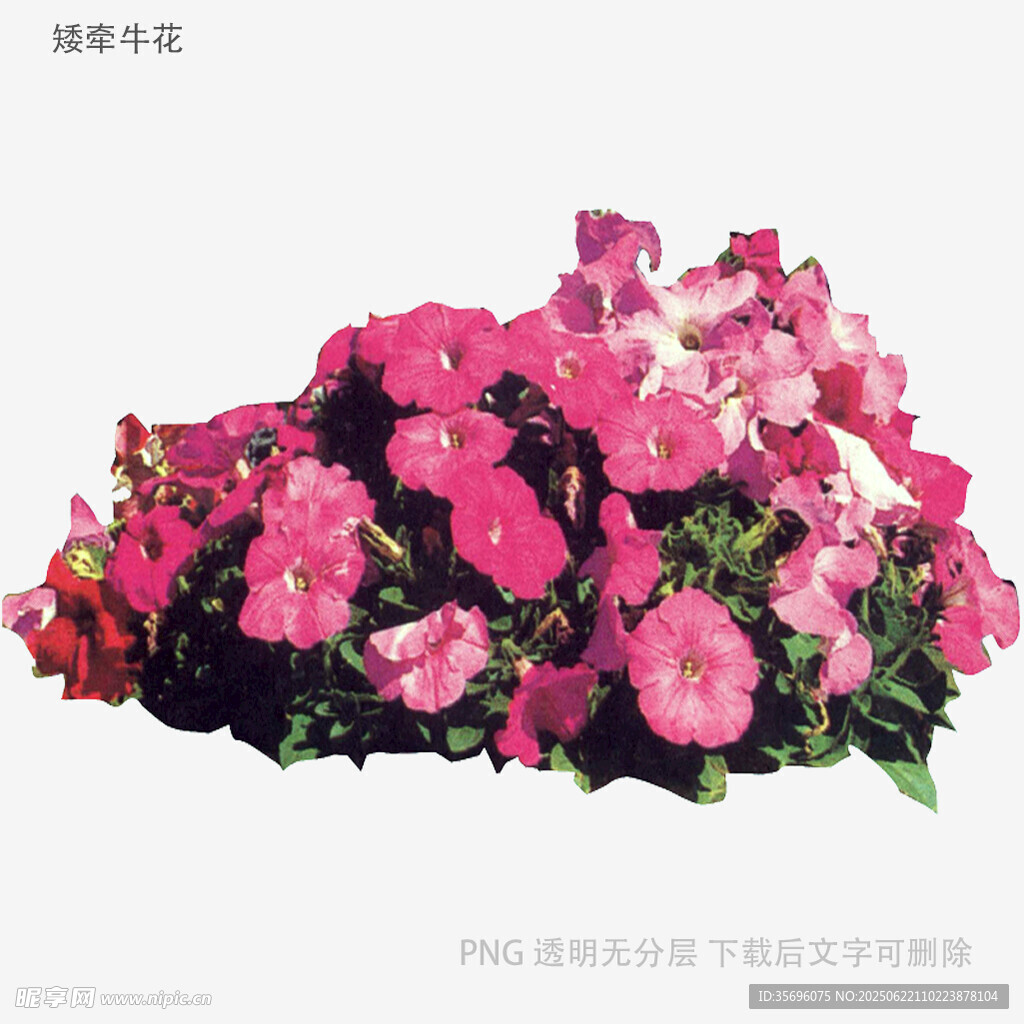 缤纷矮牵牛花卉组合