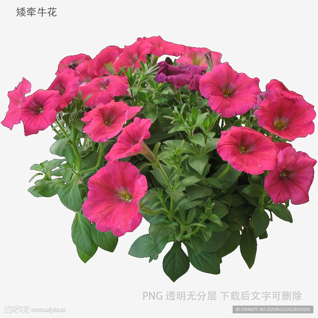 粉色矮牵牛盆栽花卉