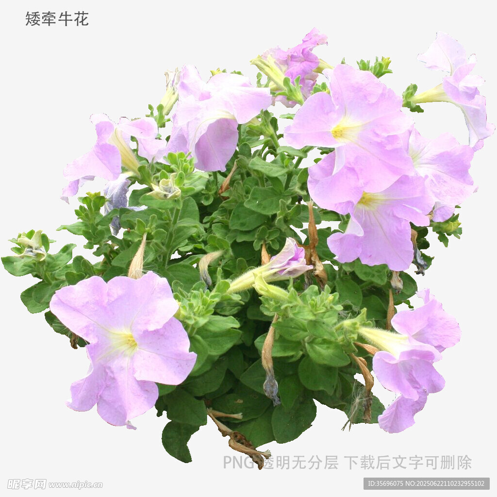 紫色矮牵牛花盆栽