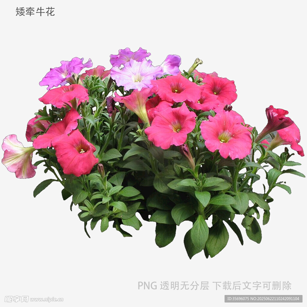 多彩矮牵牛盆栽花卉