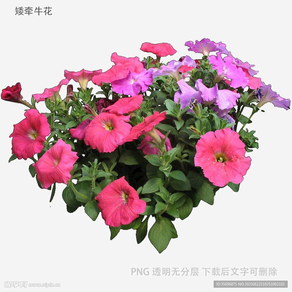 多彩矮牵牛盆栽花卉