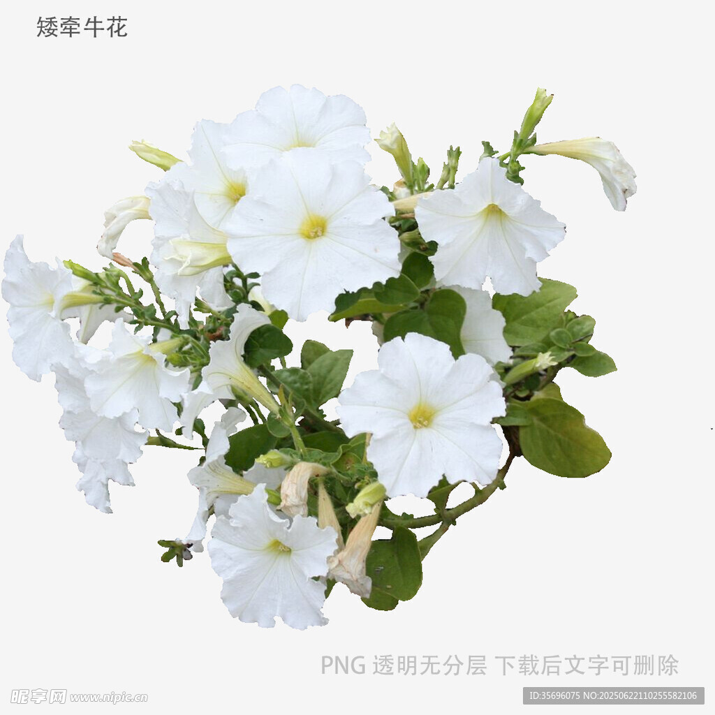 白色矮牵牛花特写