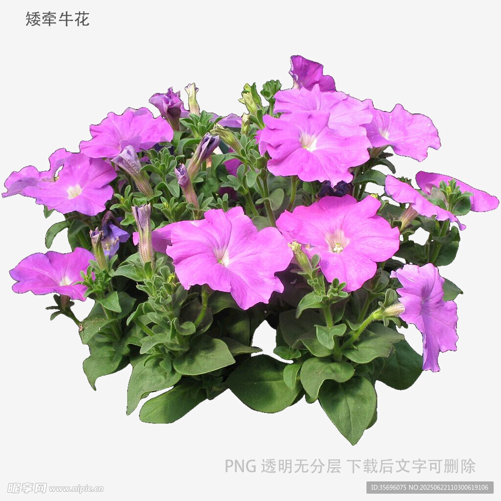 紫色矮牵牛盆栽花卉