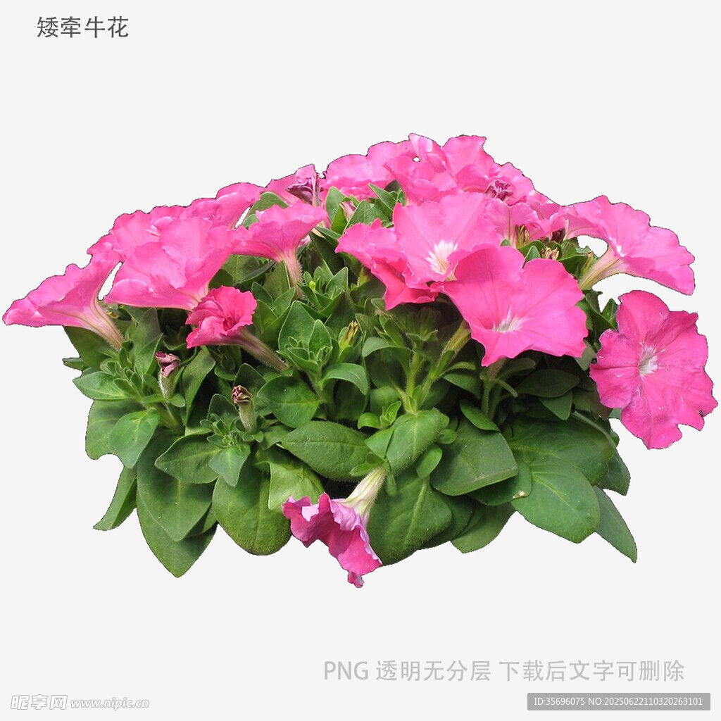 鲜艳粉色矮牵牛盆栽