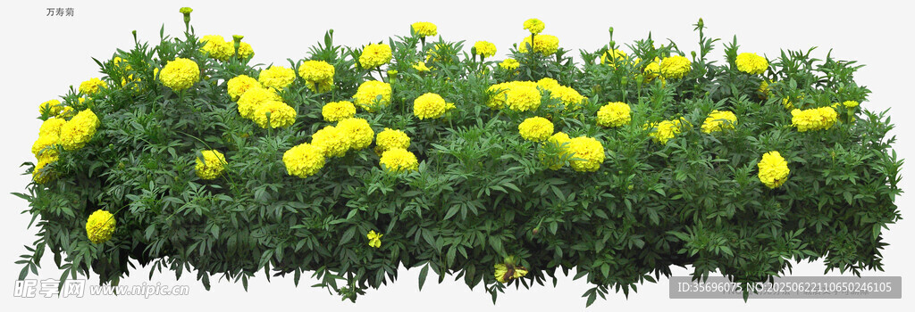 黄色菊花绿植盆栽景观