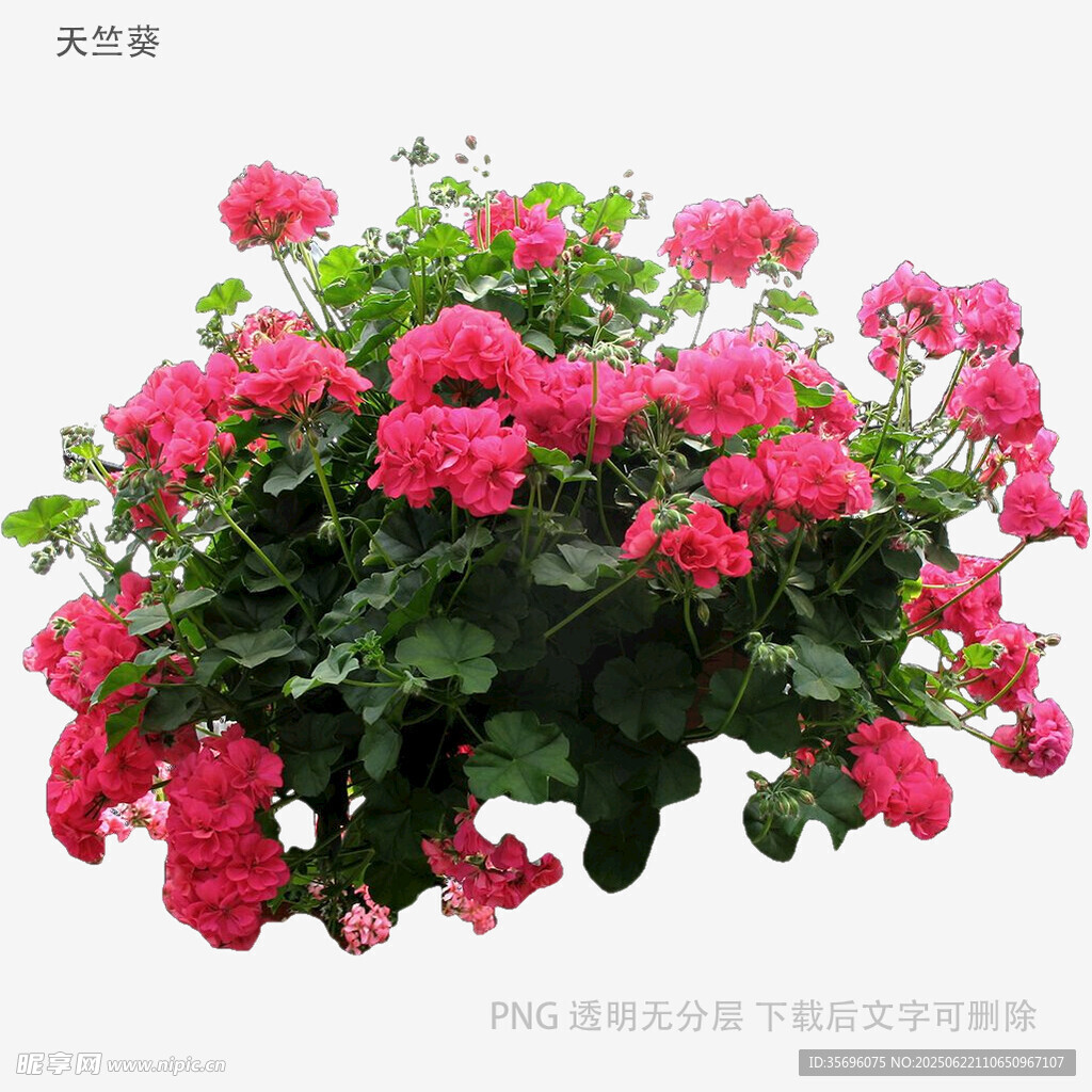 盛开的粉色天竺葵