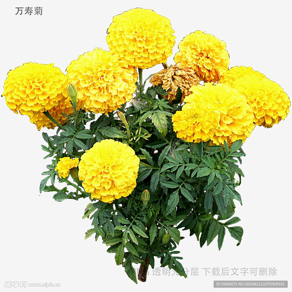 一束鲜艳的黄色万寿菊