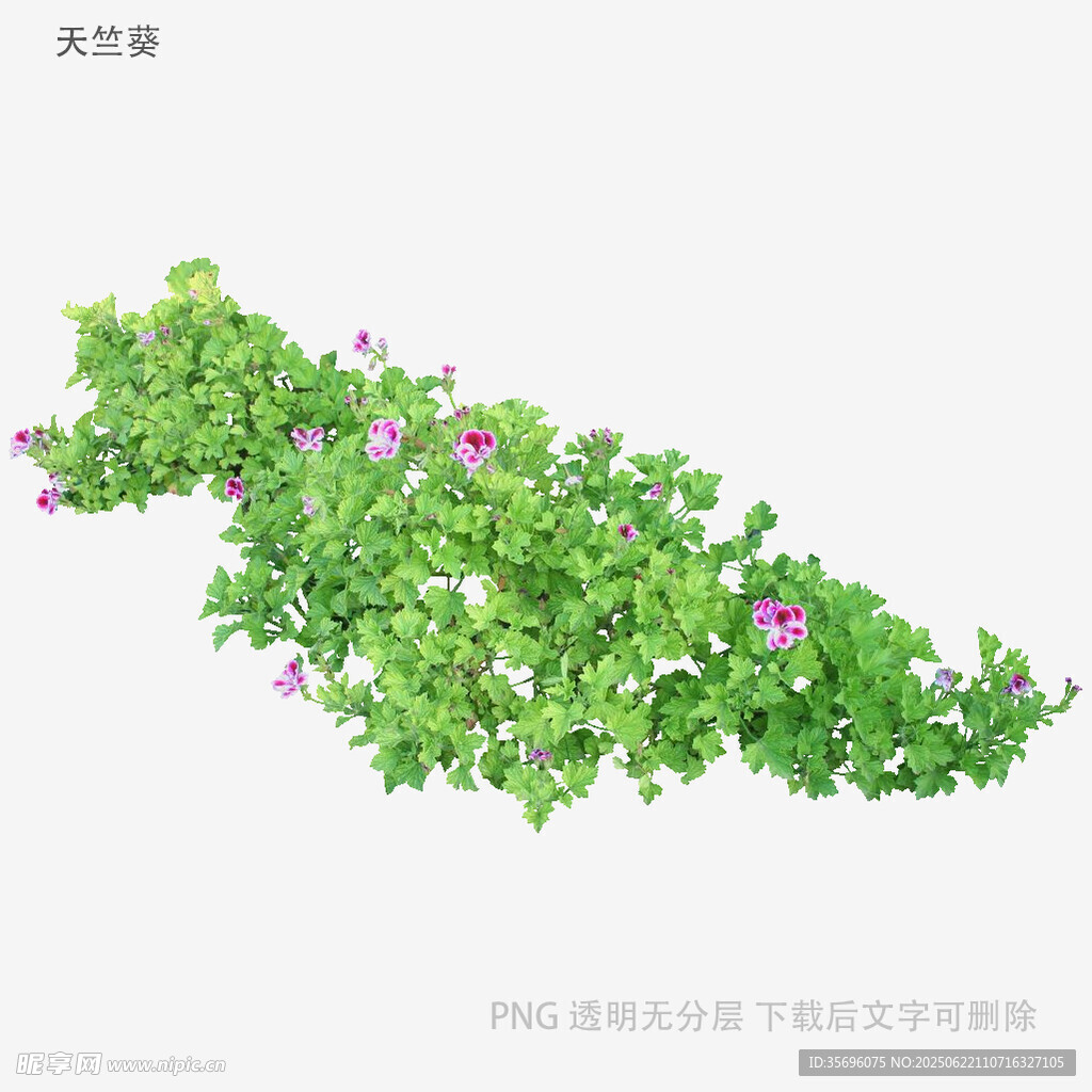 绿色藤蔓植物带紫色小花