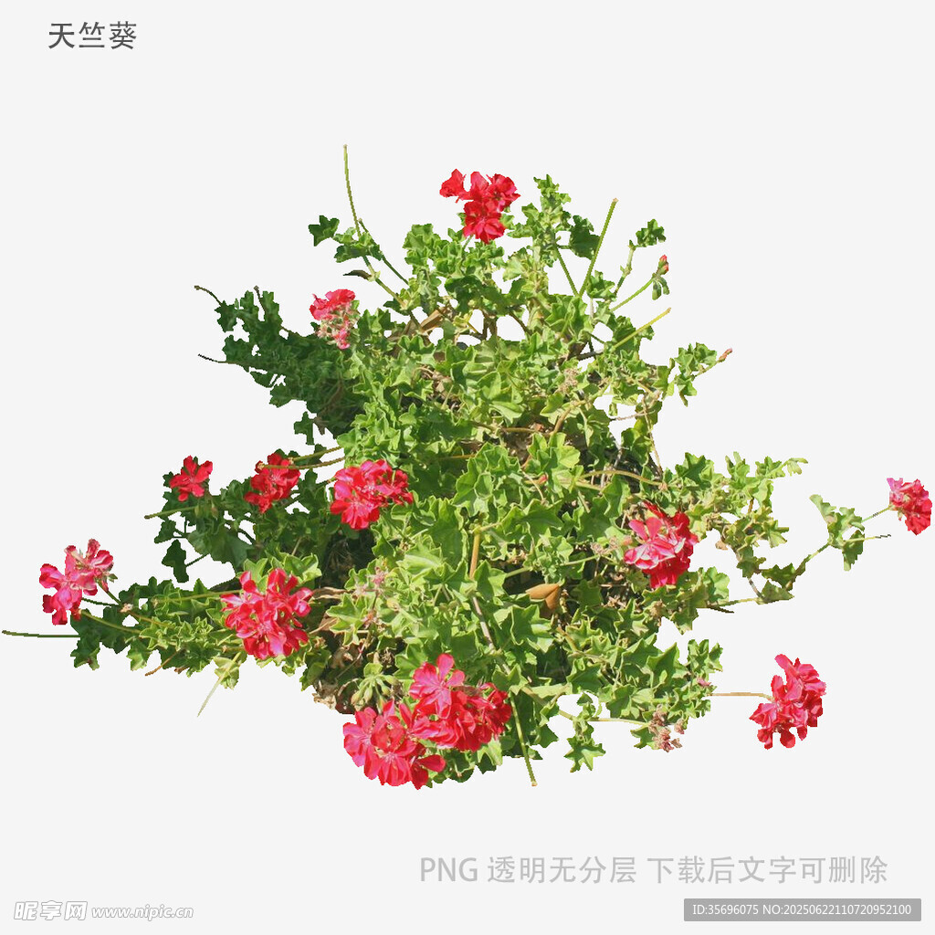 植物