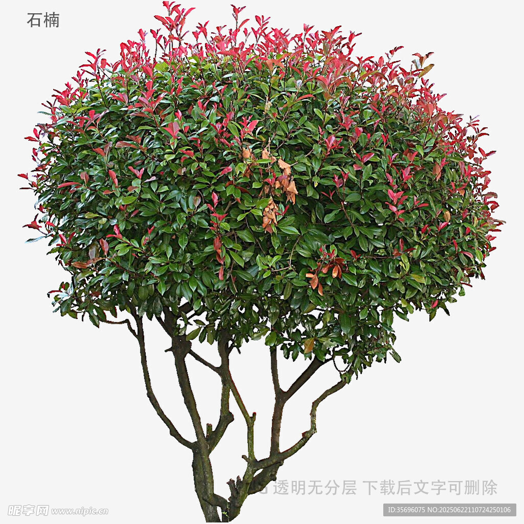 球形红果绿植景观树