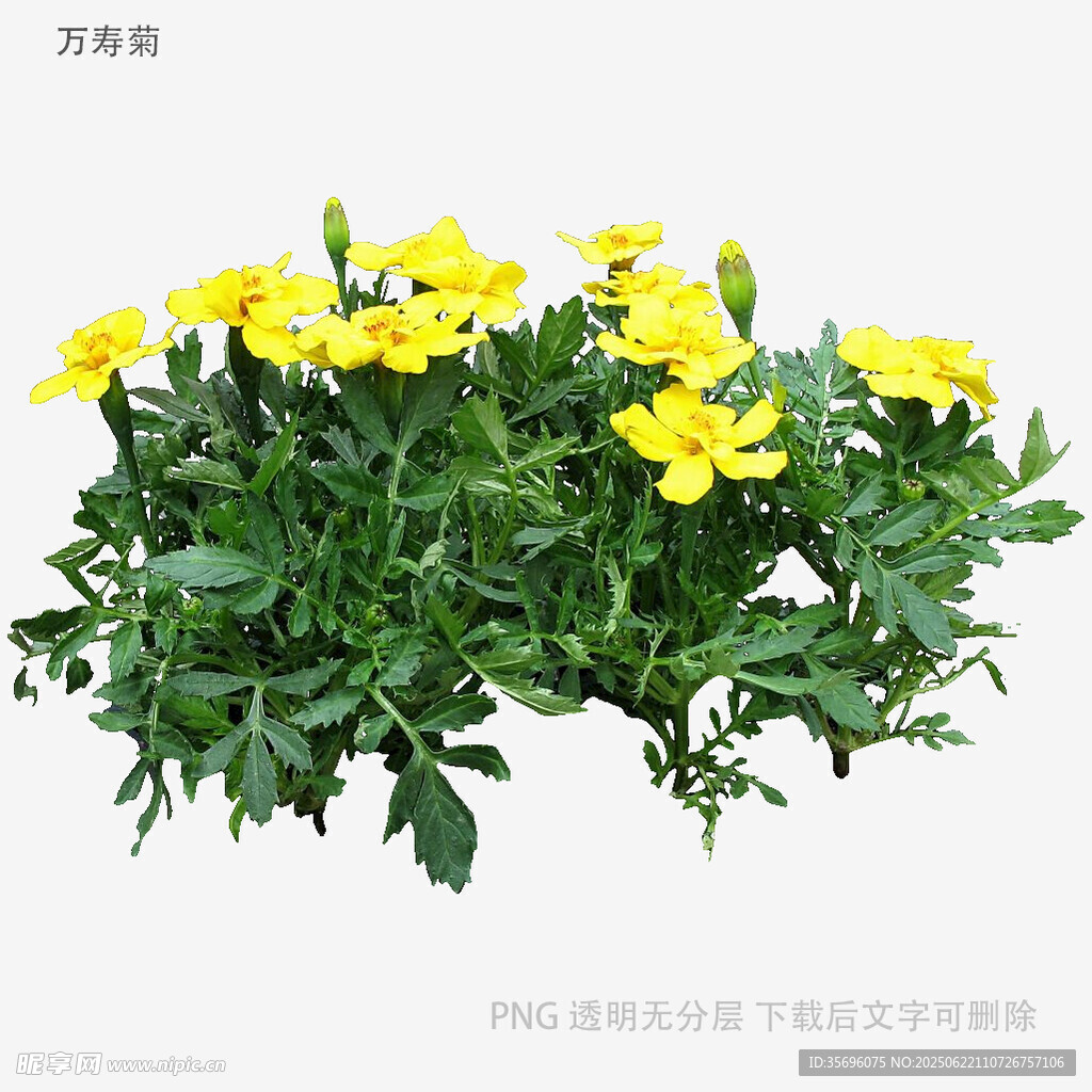 黄色花卉盆栽