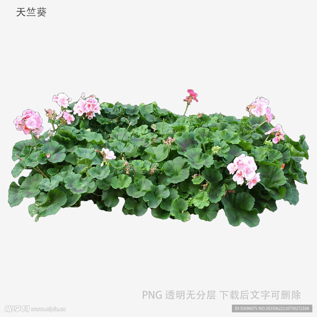 绿叶粉花天竺葵植物景观