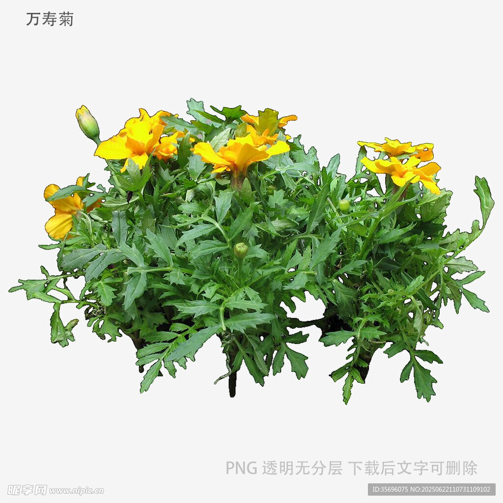 黄色小花绿植盆栽