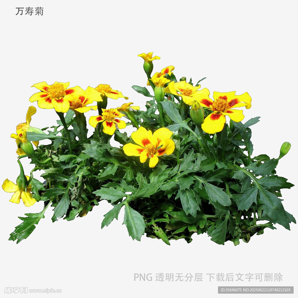 黄色花卉盆栽