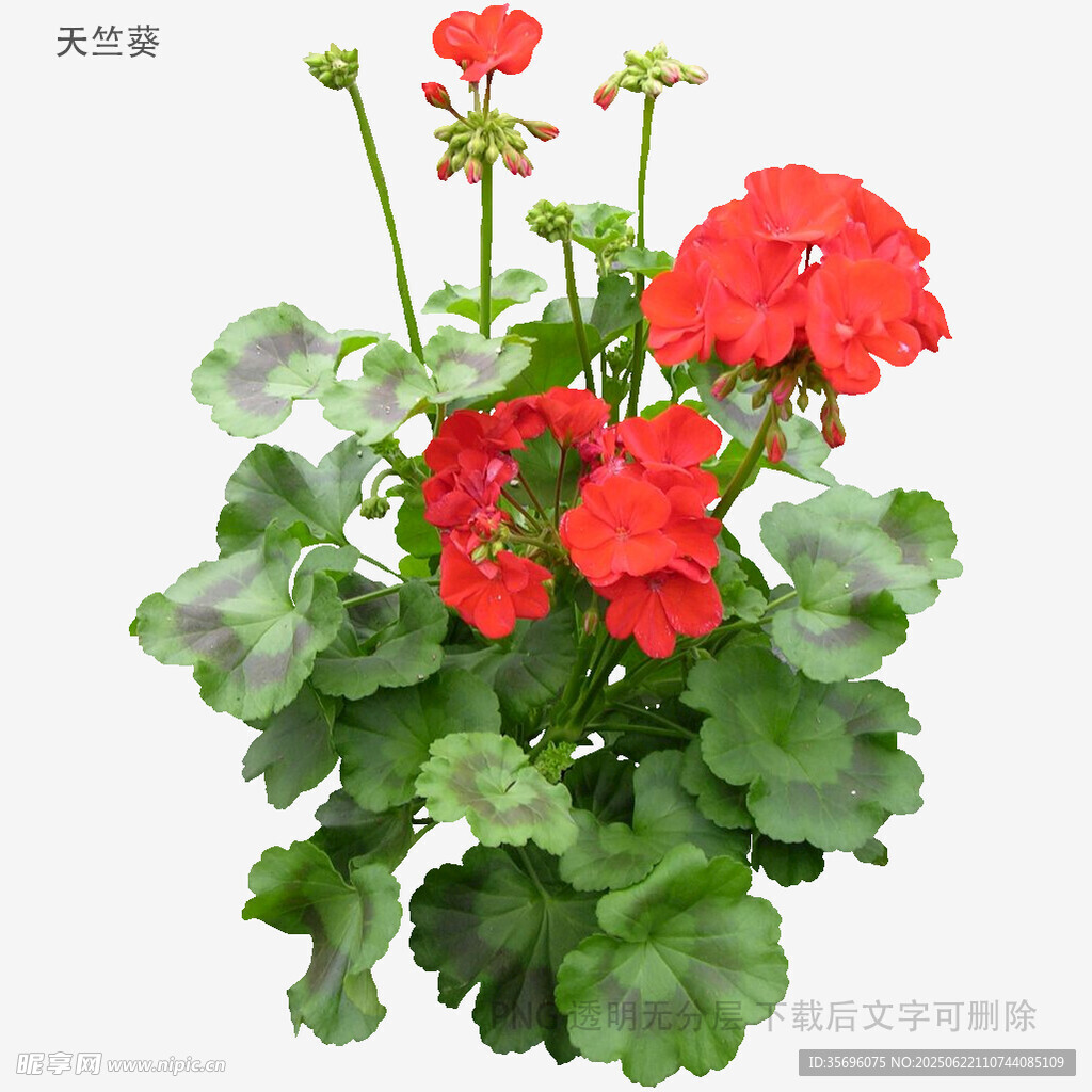 鲜艳天竺葵盆栽花卉