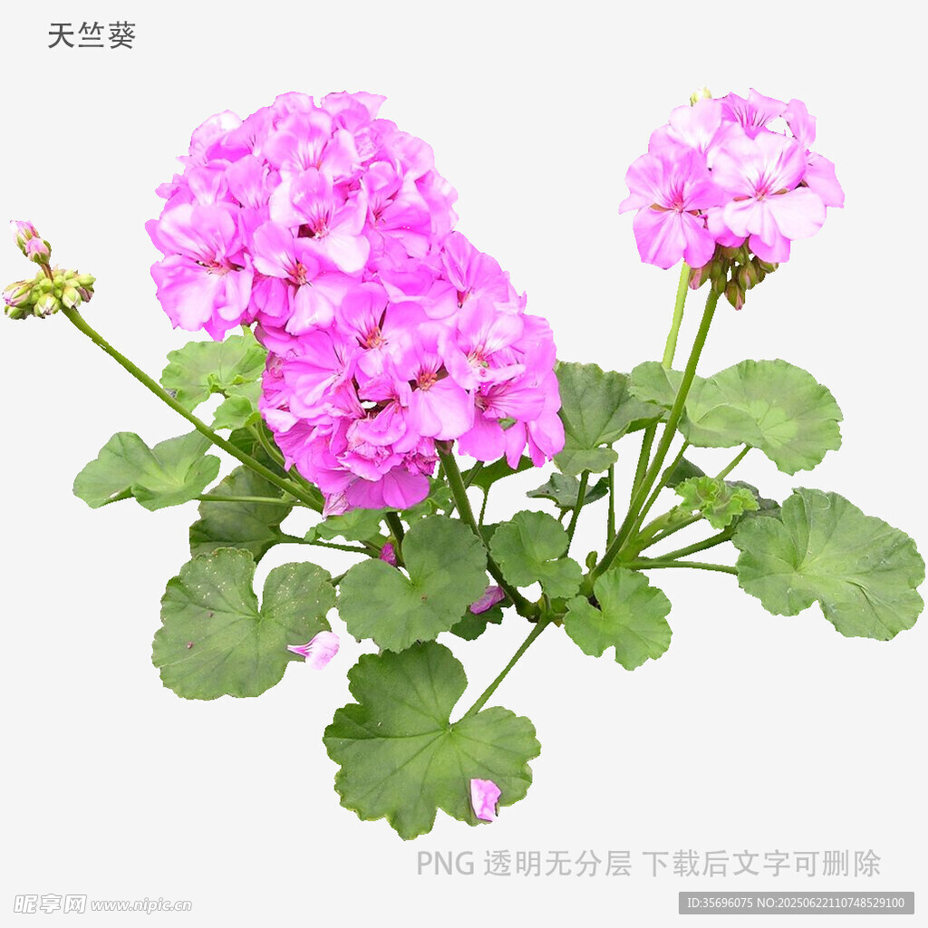 娇艳天竺葵绽放美丽