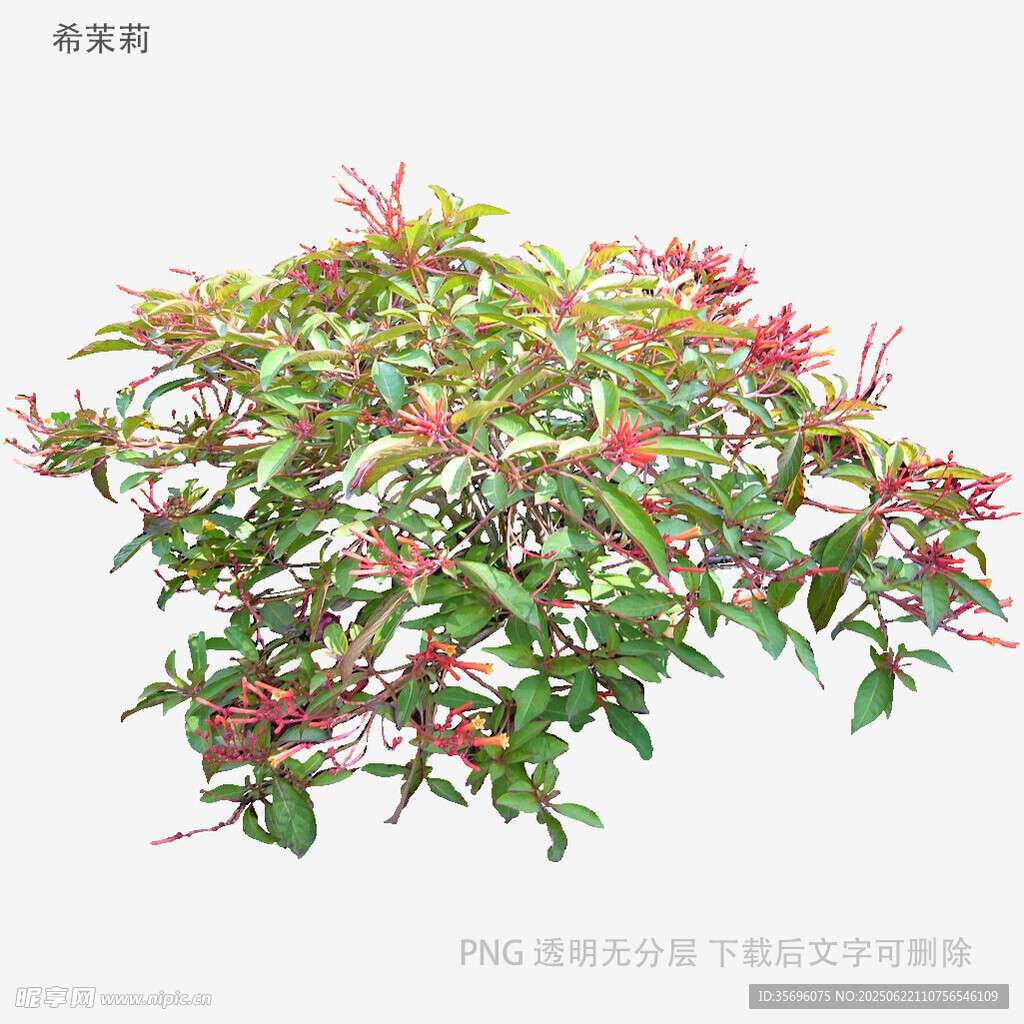 多彩花叶植物3D模型